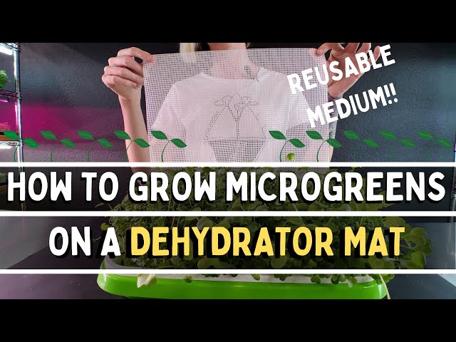 How to Grow Microgreens on a Dehydrator Mat |  Reusable Microgreen Medium