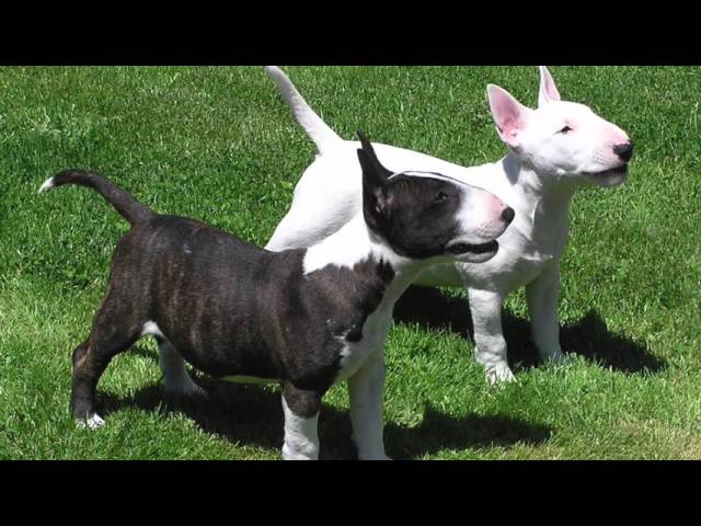 THE BULL TERRIER - A DOG LOVER'S INTRODUCTION