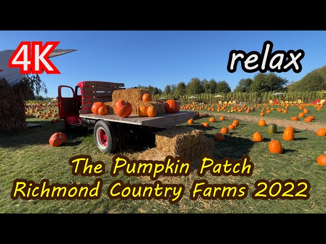 Relax at Pumpkin Patch at Richmond Country Farms in Vancouver, BC 2022 溫哥華列治文鄉村農場南瓜田