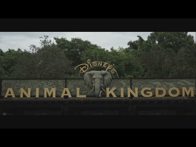 Animal Kingdom Entrance Area 3 Hour Loop