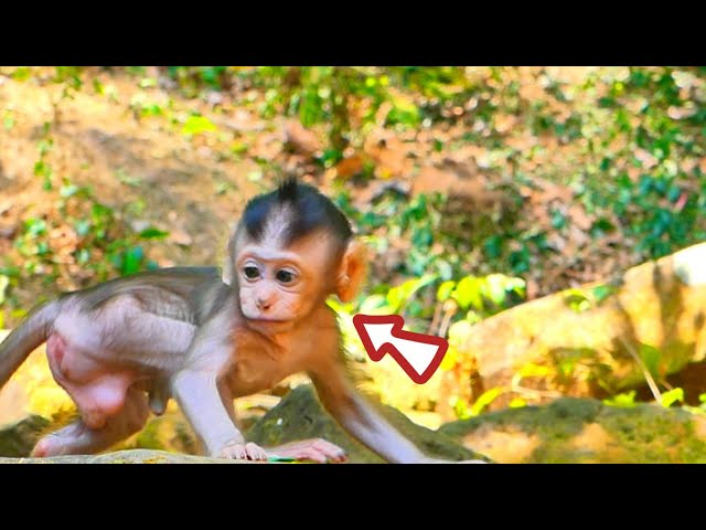Oh Interesting! Cute monkey compilation.