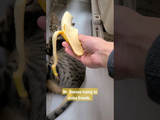mr. Banana trying to make new cat friends #cats #kittens #catreaction #shorts