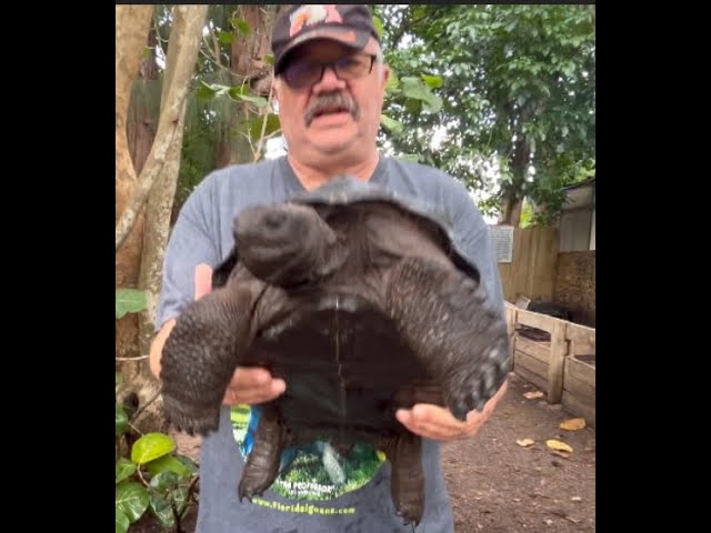 Surgically sexed  male Aldabra Tortoise 16 1/8 perfect shell males are incredibly difficult to find.
