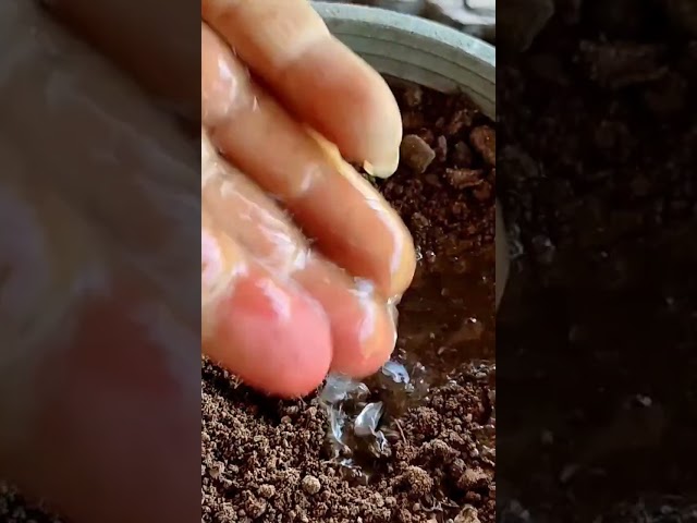 how to grow strawberries plans with seeds