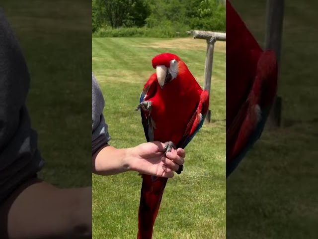 The Parrot you need to meet in Toronto - Talking Parrot