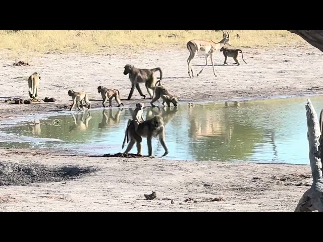 Adorable Baby Baboon Rides Mom's Back in the Okavango Delta!