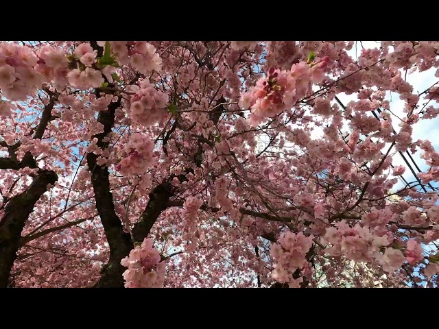 Cherry Blossoms Canada #cherryblossoms - Vlog #10