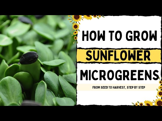 How to Grow Sunflower Microgreens |  Full Walkthrough with TIPS & TRICKS |  On The Grow