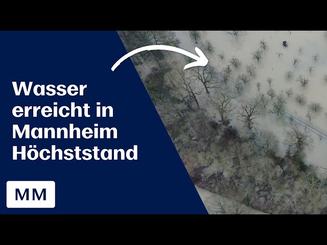 Hochwasser in Mannheim: Höchststand wohl am Freitag