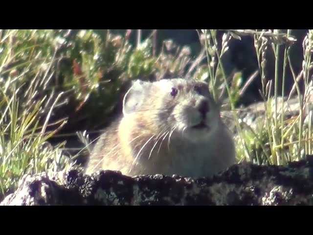 Cute and hardworking Pikas, residents of Rocky Mountains alpine tundra