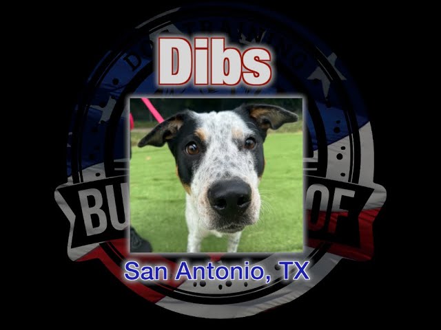 Dibs' 15 Day Transformation | 1 year old Blue Heeler Mix | San Antonio, TX | #offleash #dogtrainer