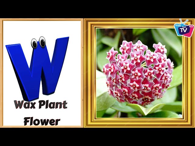 Flowers ABC Song | Flowers Alphabet Song | Phonics for Kids  Alphabet Letters  Baby