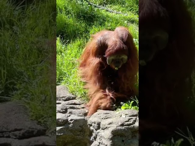 Orangutans are Awesome.  #animals