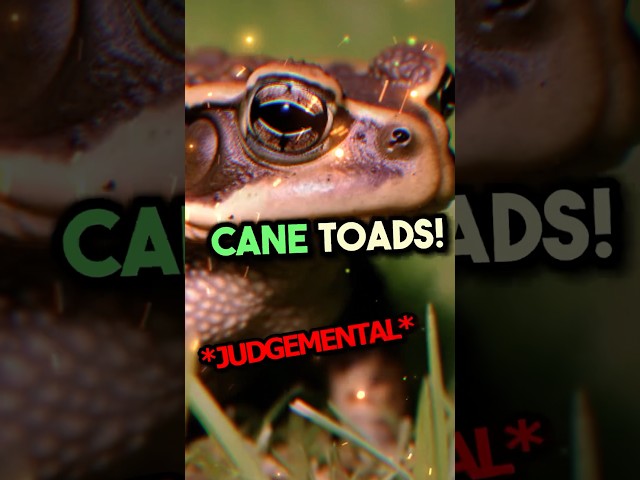 I Tried Cane Toad Venom Before Making This Video!