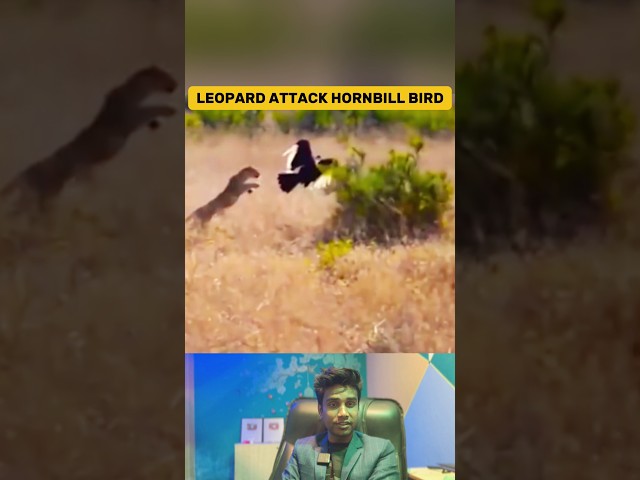 Incredible! Leopard Ambushed Hornbill Bird