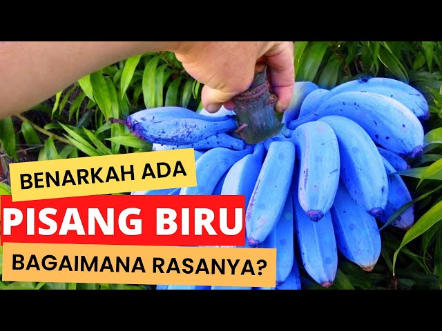 Are There Really Blue Bananas, How Does It Taste?