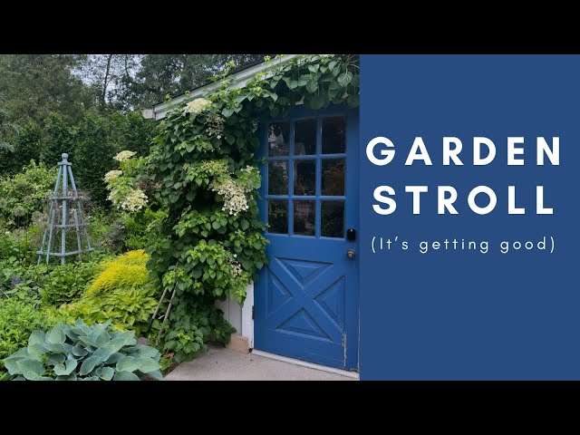 Climbing hydrangeas stealing the show 🌿 Beautiful garden stroll