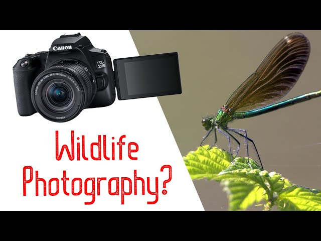 How Good is the Canon 250D for Wildlife Photography? | Rebel SL3 Review | Wildlife Photography