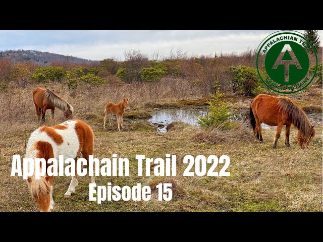 Appalachian Trail 2022- “Episode 15” (Grayson Highlands, wild ponies, Lindamood Schoolhouse)