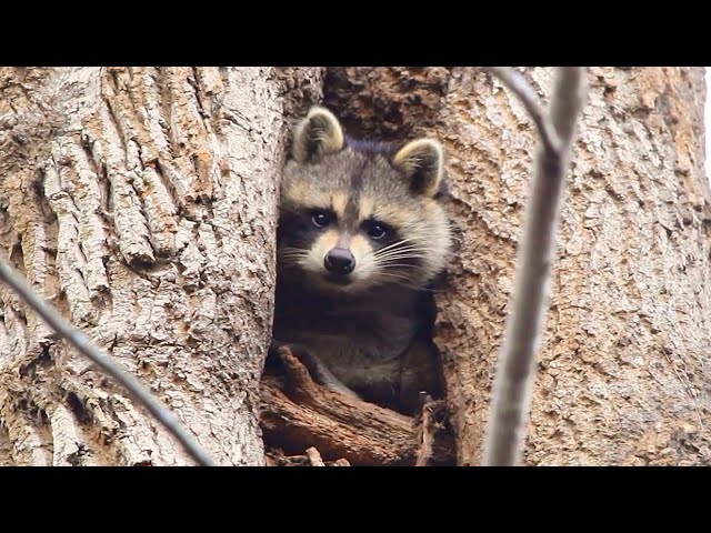 Cute Forest Animals: Calming Wildlife Animals & Relaxing Music 4K