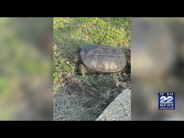 Snapping turtle laying eggs on campus of Western New England University