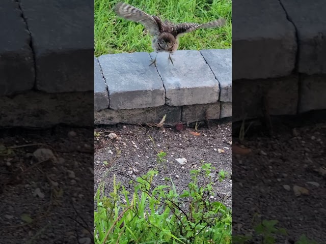 Burrowing Owl in my yard lol