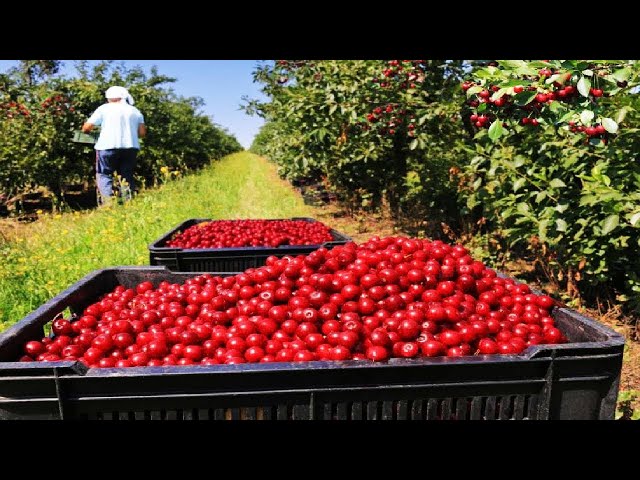 Cherries Harvest by hand and Harvest by machine - Cherry sorting and packaging Factory