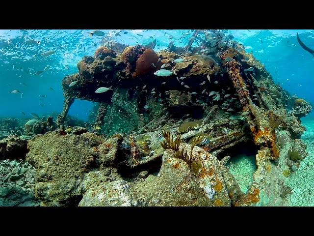 Florida Keys Underwater in 360 Degrees