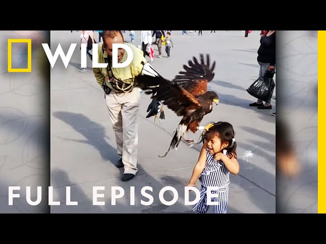 Jumping Chickens & a Stowaway Lizard (Full Episode) | America's Funniest Home Videos