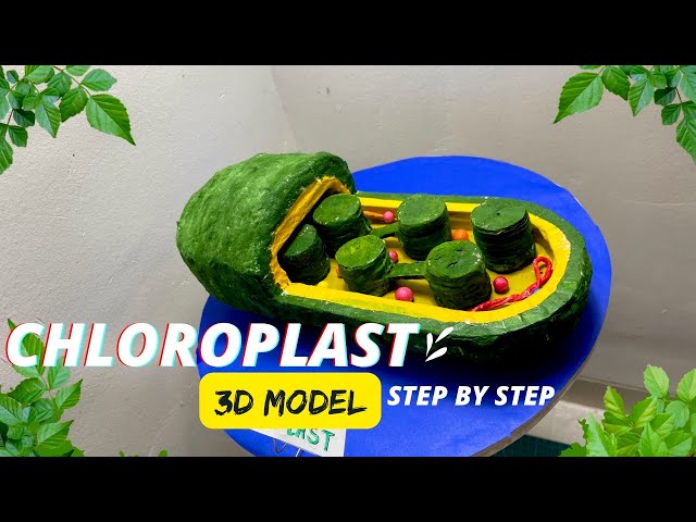 Chloroplast model biology project #science exhibition NakulSahuArt