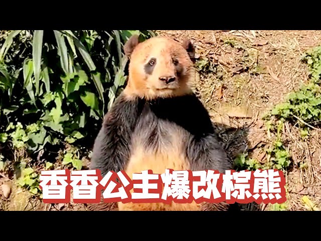 Princess Xiang Xiang back home  still pure  now a big brown bear [chasing show]