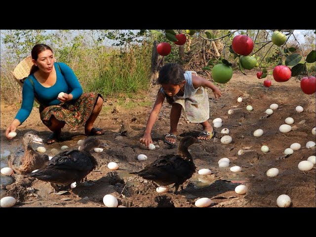 Collecting duck egg in forest ,Cooking pork belly braised spicy with egg recipe +4food