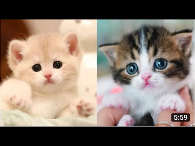 Baby Cats - Cute and Funny Cat Videos Compilation - 27 _ CuTe_AniMaLs