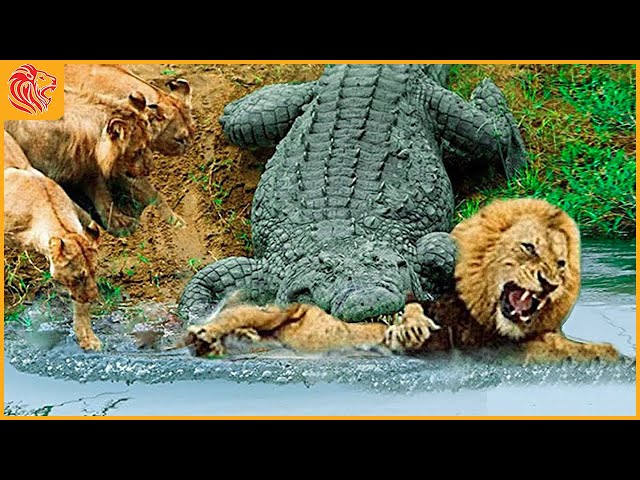O Que Acontece Quando Os Crocodilos Caçam Imprudentemente No Território Do Leão? | Animais Selvagens