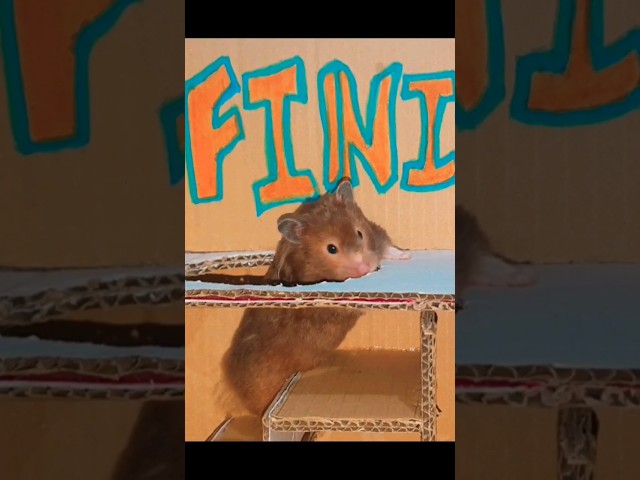 Hamster Maze 🐹 #ytshorts #funny #cute #youtubeshort #shortvideo #short #pets #funnyvideo #hamster