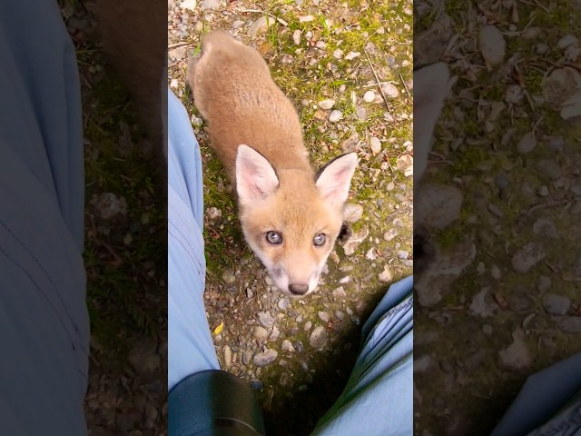 Wild baby fox in the forest asks me for help! #nature #fox #animals #help #cute #hearttouching