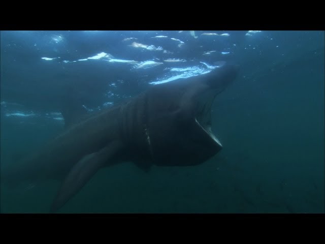 Basking Sharks - Hebrides: Islands on the Edge - Episode 4 Preview - BBC Two