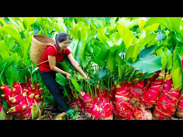 Harvest Edible Canna Rhizome Goes To Market Sell | Gardening And Cooking | Lý Song Ca