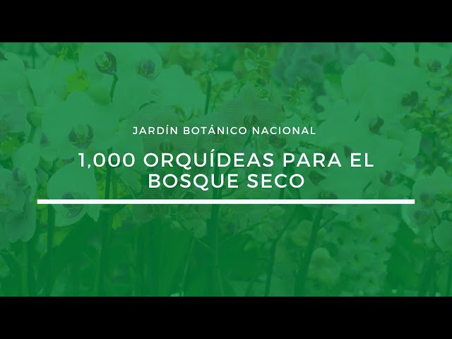 Mil Orquideas para el Bosque Seco