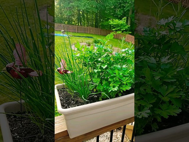 How to grow your own herbs in small spaces #containergardening #homegrown