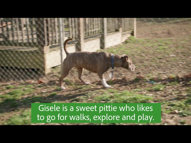 Pet of the Week - Gisele
