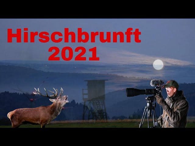 Hirschbrunft Doku 2021 / Hunting Ground Belgium