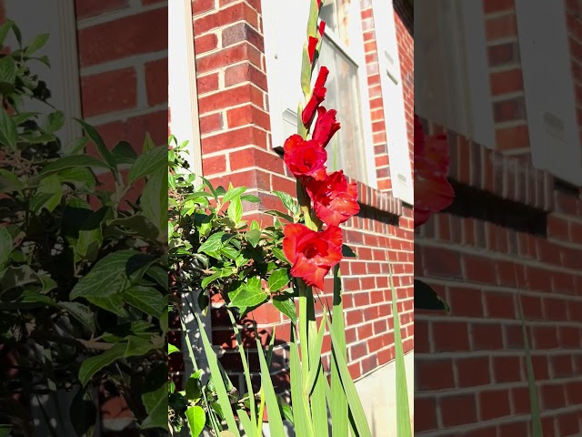 Gladiolus #garden #shorts #flowers