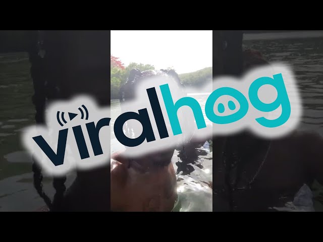Men Swim With Manatee || ViralHog