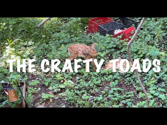 The Crafty Toads - 590 - Back From Our Recharge Week