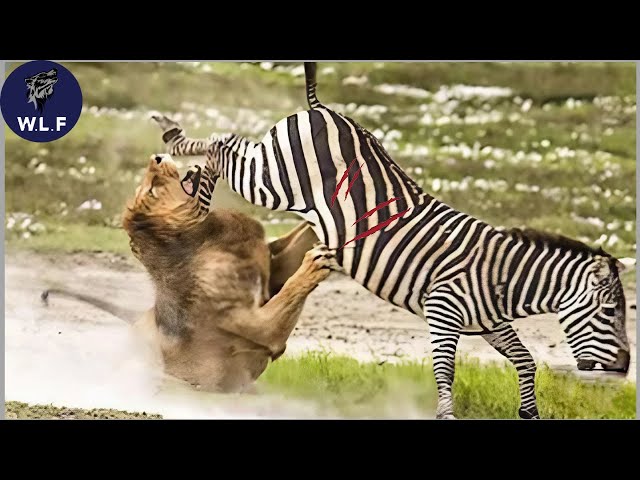 10 Tragic Moments! Injured Lion Fights Zebra, Fails Before The Ferocious Prey | Animal Fight