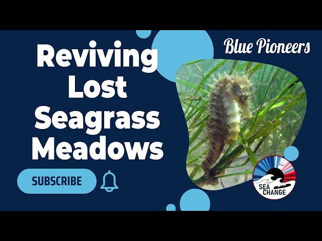 The Comeback of Seagrass in the Solent | Blue Pioneers Podcast