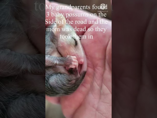 Baby Possum. If there was anything you couldn’t read look at the pinned comment￼