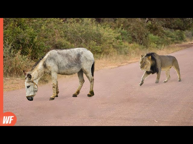 Look What Happened When This Lion Attacked Donkey