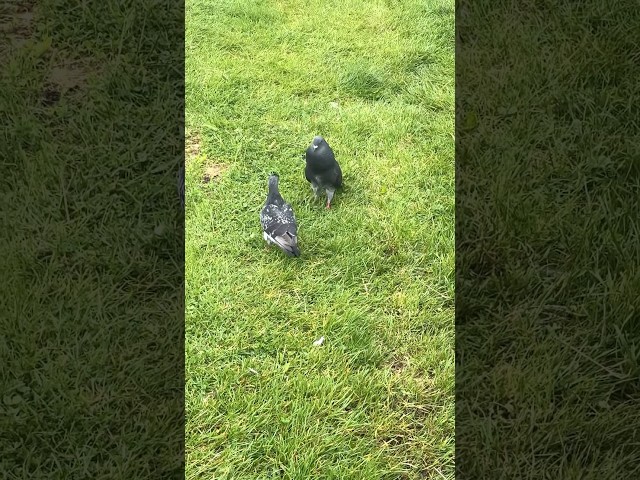 Pigeons Love #birds #pigeon #shorts